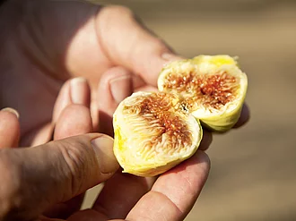 Halbierte Feige aus Rapunzel Türkei Projekt. Hände halten eine aufgeschnittene, halbierte Feige aus dem Rapunzel Türkei Projekt.