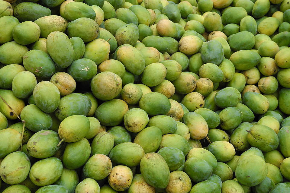 Gepflückte Mangos auf einem Haufen Viele geerntete Mangos aufeinander, bereit zur Weiterverarbeitung
