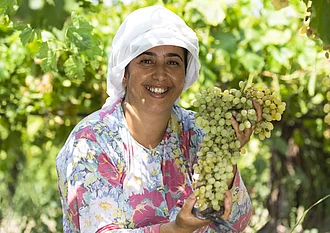 Traubenernte Sultaninen Rapunzel Türkei Projekt. Rapunzel Türkei Projekt Sultaninen, eine Bäuerin in der Türkei bei der Traubenernte.