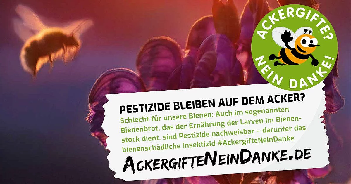 Ackergifte Kampagne Biene Eine Biene fliegt in der Abenddämmerung zu einer Blüte. Mit Text: Pestizide bleiben auf dem Acker?