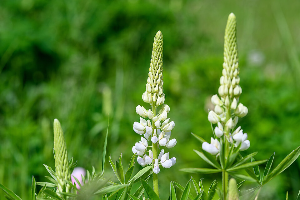 Weiße Lupinenblüten, regional angebaut und proteinreich. Drei weiße Lupinenblüten im Großformat vor grünem, natürlichem Hintergrund. Die Lupine für Rapunzel werden regional in Deutschland angebaut.