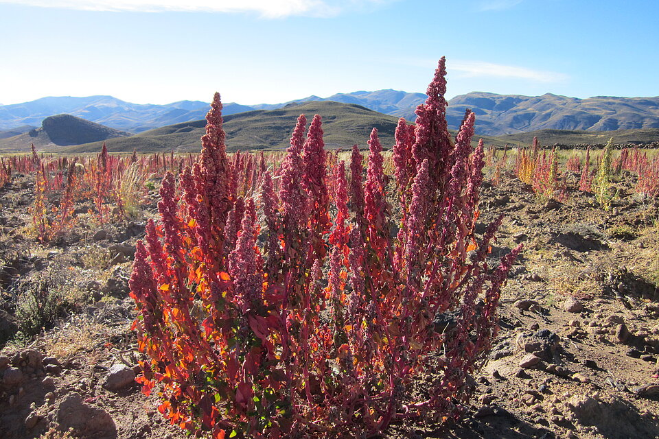 Rot blühende Quinoa-Pflanze der Sorte Quinoa Real. Rot blühende Quinoa-Pflanze in den Hochlagen der Anden.