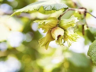 Haselnuss am Baum. Eine Haselnuss an einem Baum aus dem Rapunzel Türkei Projekt.