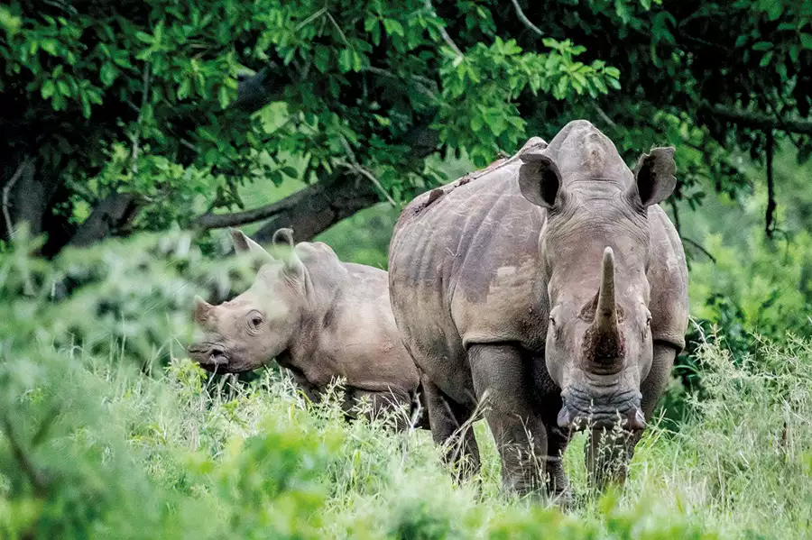 Schutz der Nashörner – Global Nature Fund, Südafrika