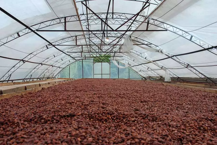 Trockung der Kakaobohnen