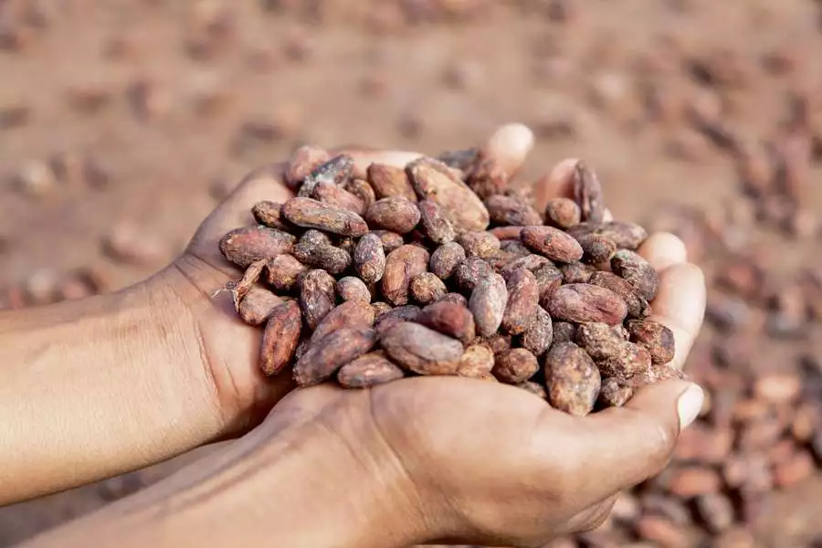Kakaobohnen waren früher so wertvoll, dass sie als Zahlungsmittel dienten
