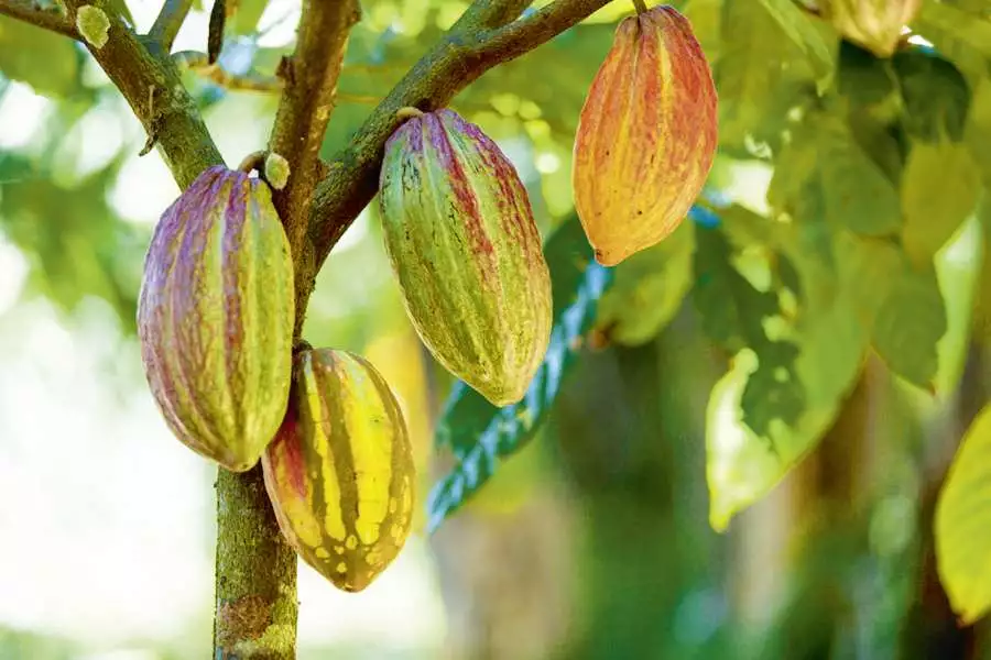 Um aus diesen Kakaofrüchten feine Schokolade herzustellen, sind viele Schritte notwendig