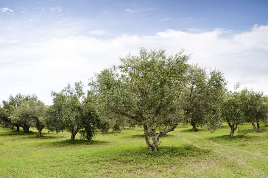 Olivenöl aus Kreta –so entsteht Qualität