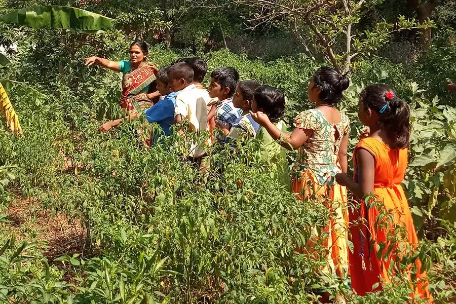 Fortführung des Bio-Schulgartens – Timbaktu Collective, Indien