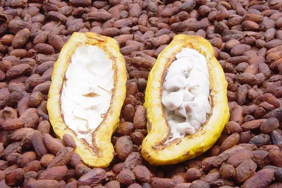 Das Fruchtfleisch in der geöffneten Kakaoschote