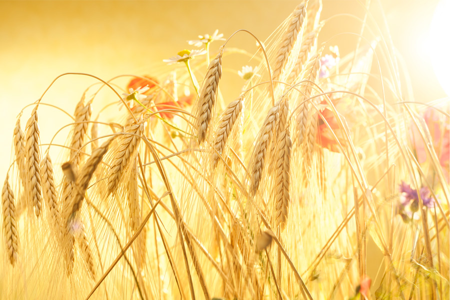 Product Knowledge: Emmer-Pasta Product Knowledge: Emmer-Pasta