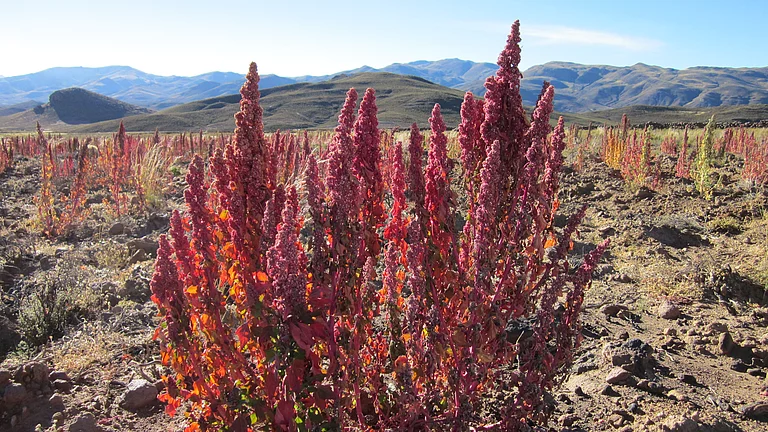 Rot blühende Quinoa-Pflanze der Sorte Quinoa Real. Rot blühende Quinoa-Pflanze in den Hochlagen der Anden.