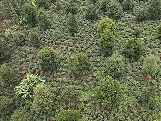 Kaffee-Sträucher und Macadamia-Bäume in Mischkultur