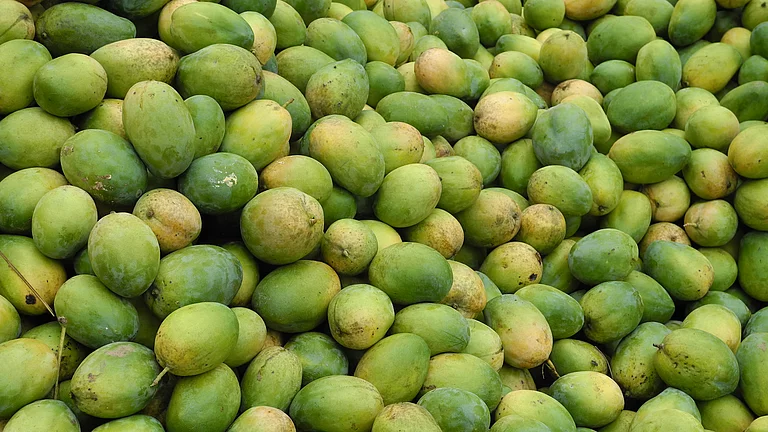 Gepflückte Mangos auf einem Haufen Viele geerntete Mangos aufeinander, bereit zur Weiterverarbeitung