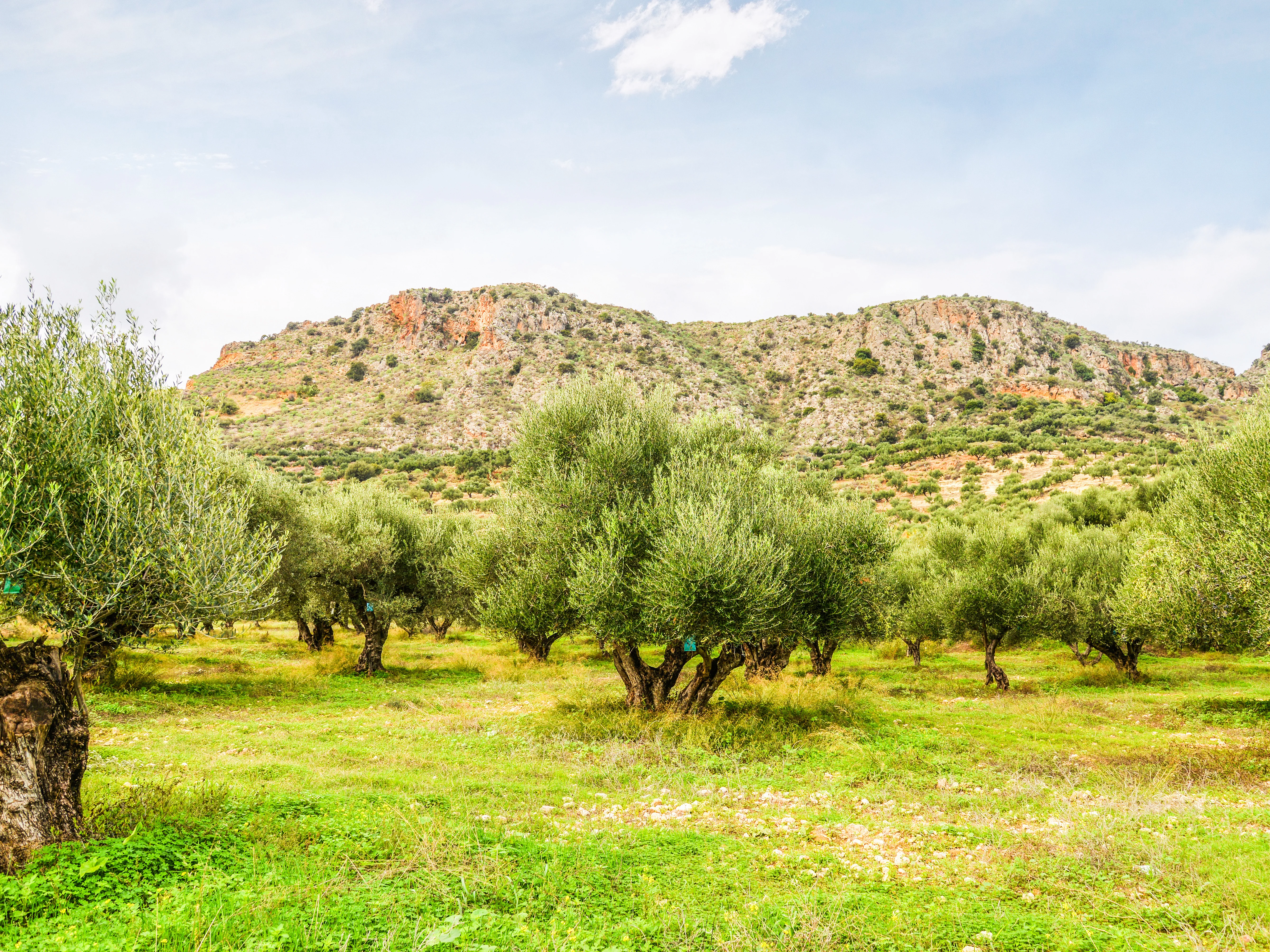 Olivenhaine auf Kreta Kretische Olivenhaine vor einer Bergkulisse – nachhaltiger Anbau für Rapunzel Olivenöl