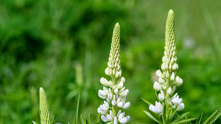 Weiße Lupinenblüten, regional angebaut und proteinreich. Drei weiße Lupinenblüten im Großformat vor grünem, natürlichem Hintergrund. Die Lupine für Rapunzel werden regional in Deutschland angebaut.