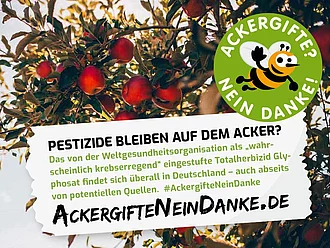 Kampagne Ackergifte - Apfelbaum Apfelbaumkrone mit roten Äpfeln. Mit Text: Pestizide bleiben auf dem Acker?