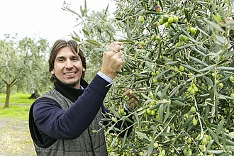 Olivenernte in Italien. Ein langjähriger Olivenöllieferant von Rapunzel zeigt die Oliven am Baum.