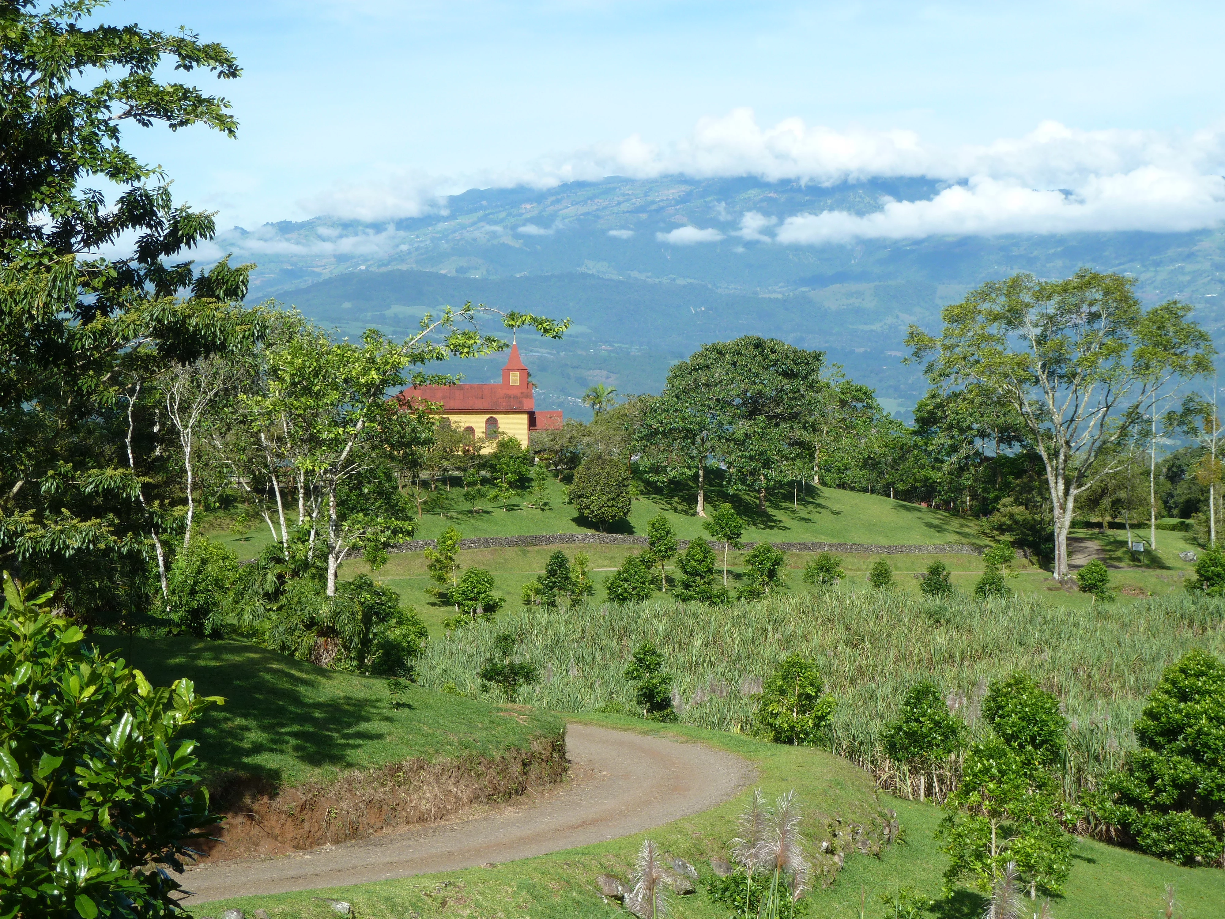 Ein Zuckerrohrfeld in Costa Rica. Ein Landschaftsbild mit einem Zuckerrohrfeld im Vorder- und einer kleinen Kirche im Hintergrund.