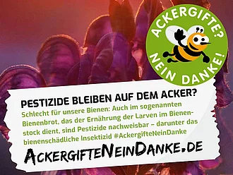 Ackergifte Kampagne Biene Eine Biene fliegt in der Abenddämmerung zu einer Blüte. Mit Text: Pestizide bleiben auf dem Acker?
