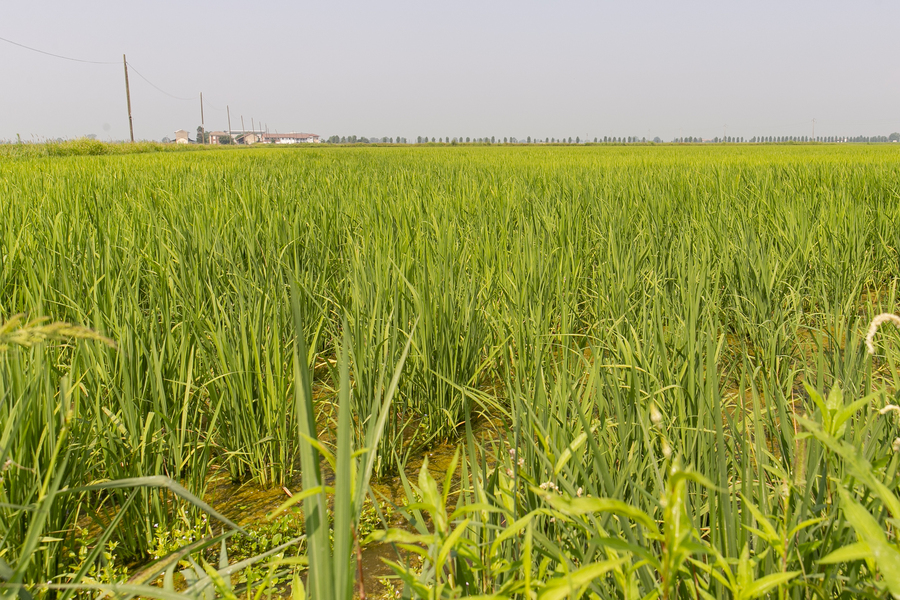 Rice cultivation in the Po valley of Italy.